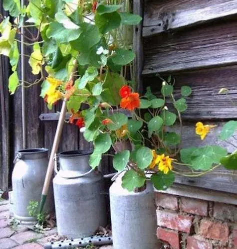 Daire Ruegen 40 Bantow (Vorpommern-Rugen)